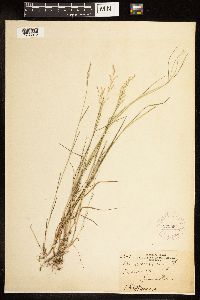 Poa nemoralis image