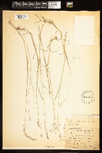 Poa nemoralis image