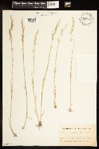thumbnail image of current specimen