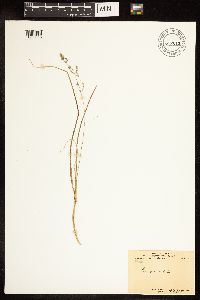 Poa nemoralis image