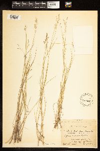 Poa nemoralis image
