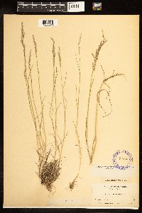 Poa nemoralis image