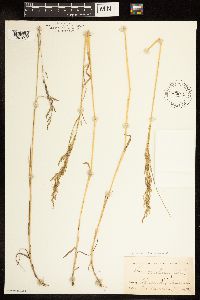 Poa nemoralis image