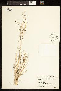 Poa nemoralis image