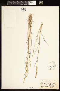 Poa nemoralis image