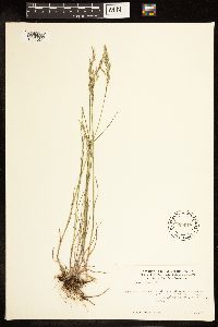 Poa nemoralis image