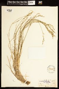 Poa nemoralis image