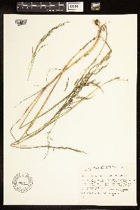Poa nemoralis image