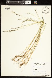 Poa nemoralis image