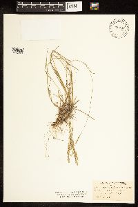 thumbnail image of current specimen