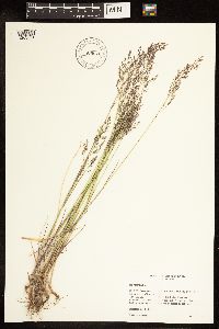 Poa nemoralis image