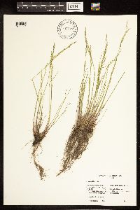 Poa nemoralis image