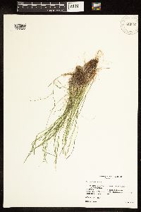 Poa nemoralis image