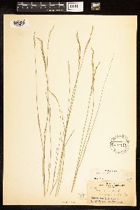 Poa nemoralis image