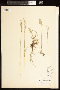 Poa nemoralis image