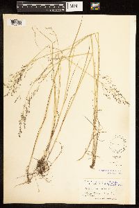 Poa nemoralis image