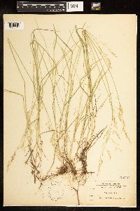 Poa nemoralis image