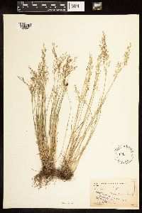 Poa nemoralis image