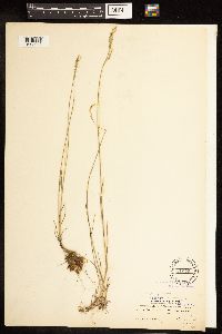 Poa nemoralis image