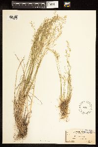 Poa nemoralis image