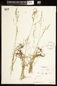 Poa nemoralis image