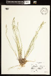 Poa nemoralis image