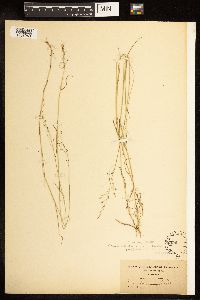 thumbnail image of current specimen