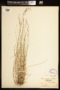 Poa nemoralis image