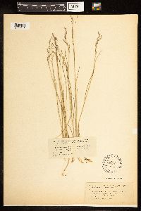 thumbnail image of current specimen