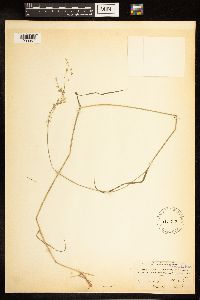 thumbnail image of current specimen