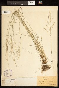 Poa nemoralis image
