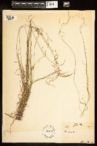 Poa nemoralis image