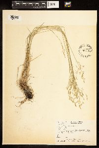 Poa nemoralis image