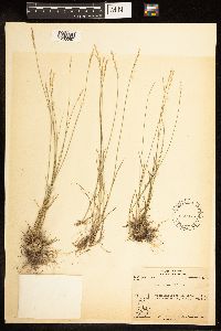 Poa nemoralis image