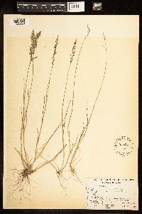 Poa nemoralis image