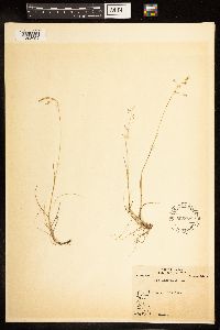 Poa nemoralis image