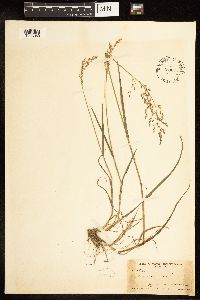 Poa nemoralis image