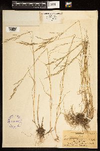 Poa nemoralis image