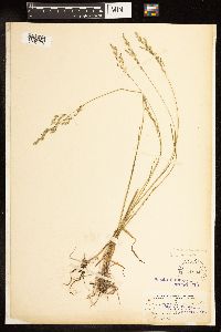 Poa palustris image