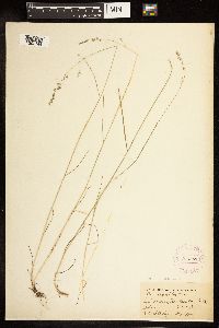 Poa palustris image