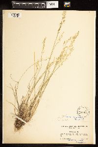 Poa palustris image
