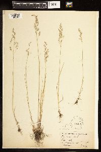 Poa palustris image