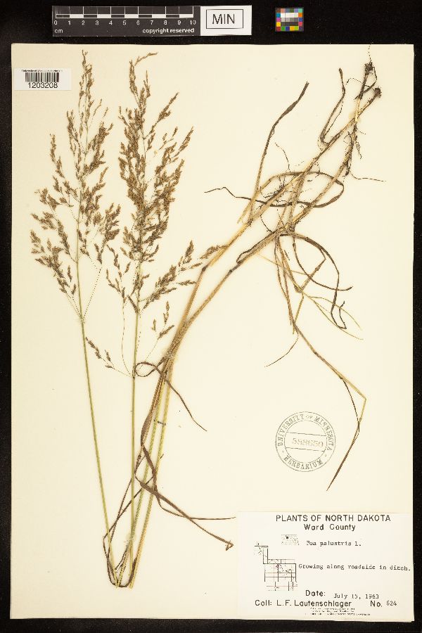 Poa palustris image