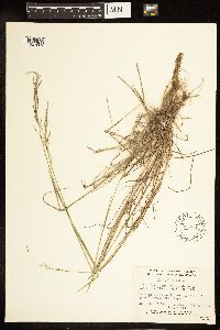 Poa palustris image