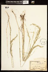 Poa palustris image