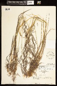 Poa palustris image