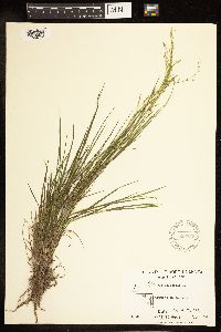 Poa palustris image