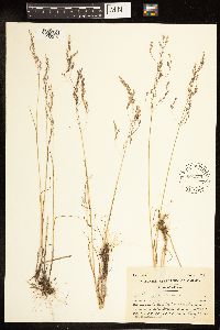 Poa palustris image