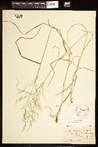 Poa palustris image