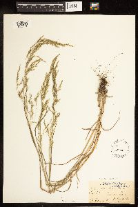 Poa palustris image
